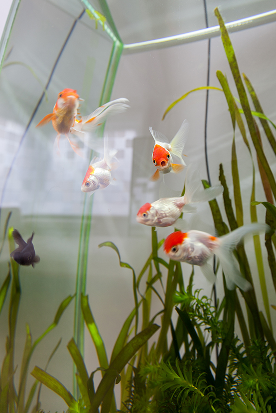 Aquarium in der Praxis