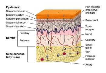 Ästhetische Dermatologie in der Praxis Dr. Brenner